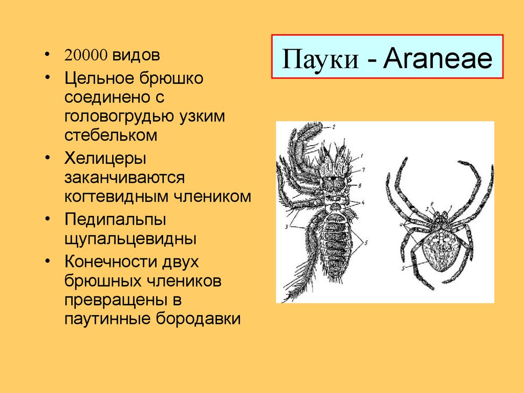 Паукообразные головогрудь и брюшко. Хелицеры у ракообразных. Хелицеровые паукообразные. Части тела паукообразных. Членики паука.