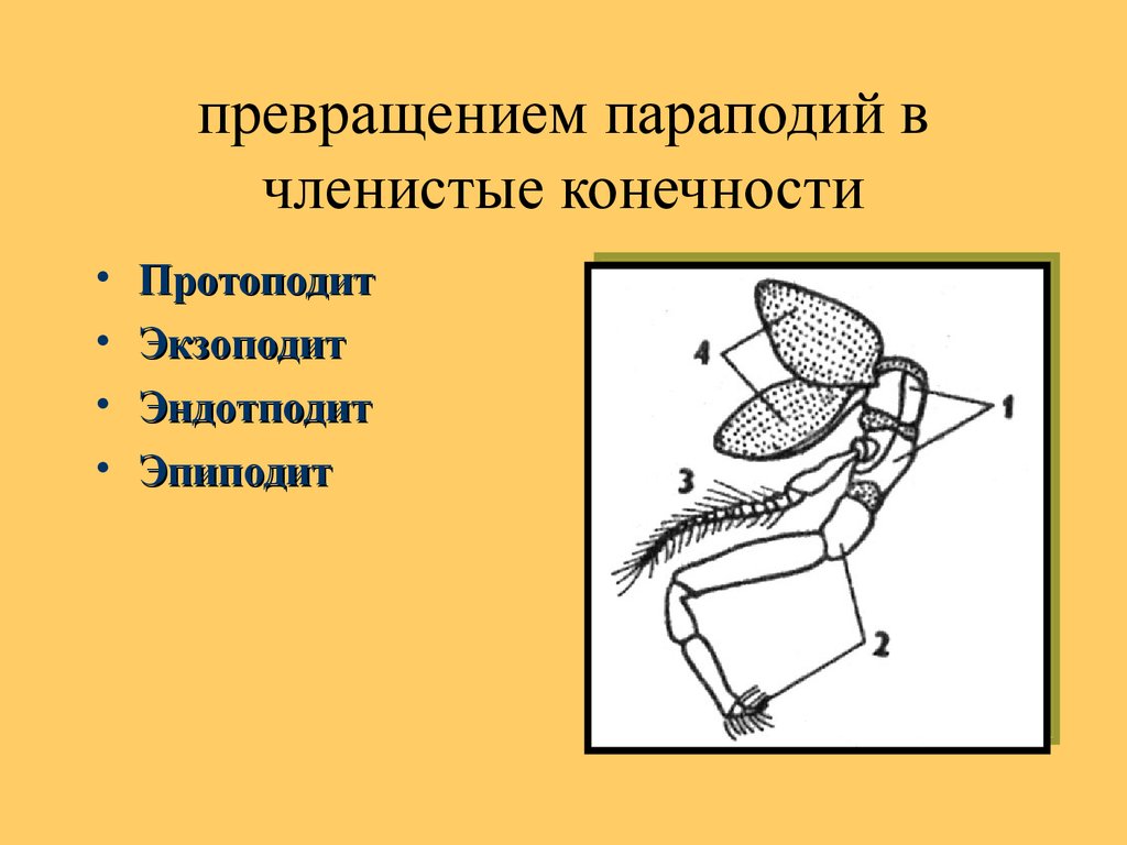 Двуветвистая конечность ракообразных схема