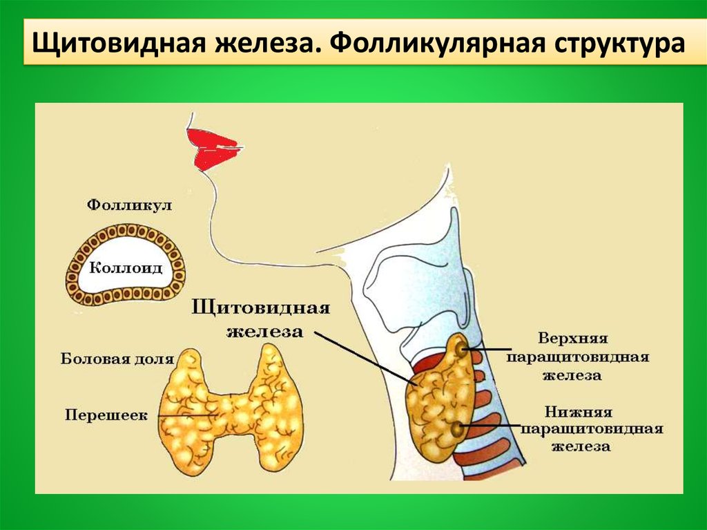 Коллоид щитовидной железы. Липиды и щитовидка.