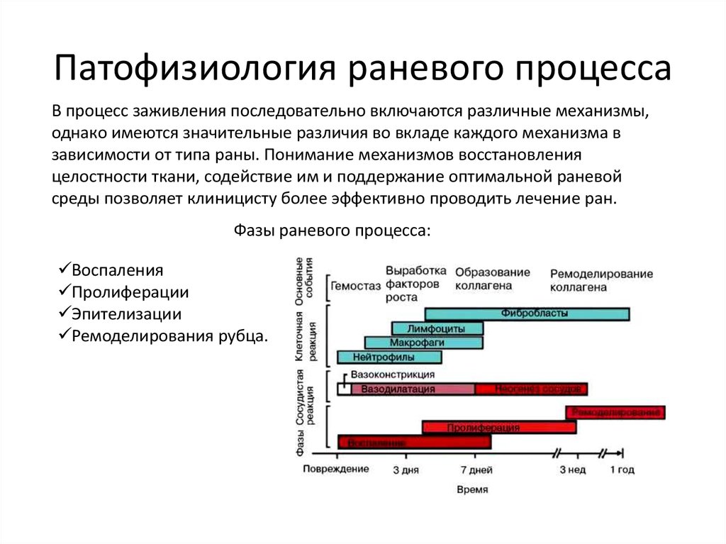 Фазы раневого процесса и раны. Заживление первичным натяжением. Заживление раны первичным натяжением. Заживление РАН этапы и особенности таблица.