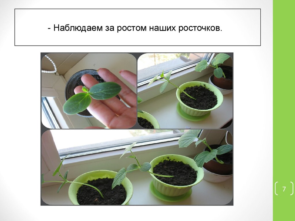 Как посадить цветок 6 класс