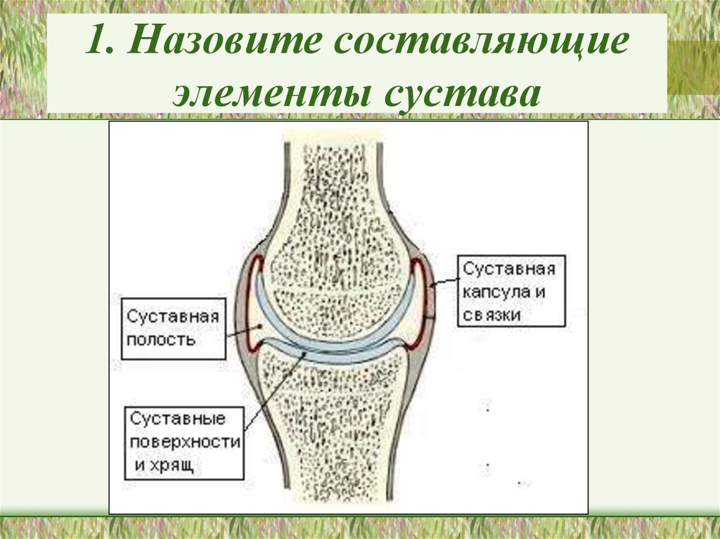 Назовите основные составляющие. Основные элементы сустава. Элементы составляющие сустав. Перечислите основные элементы сустава. Основные и вспомогательные элементы сустава.