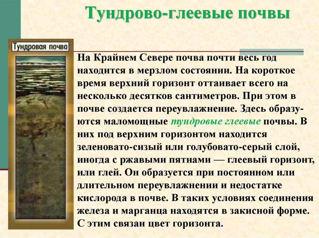 Содержание гумуса в тундровой глеевой почве. Тундрово глеевая почва горизонты. Структура Тундровая глеевая. Гумусовый Горизонт Тундровая глеевая. Тундра глеевые почвы характеристика.