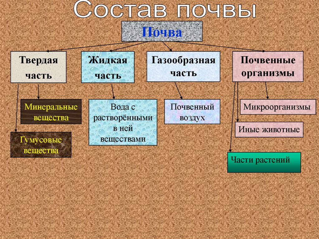 Схема состав почвы 5 класс