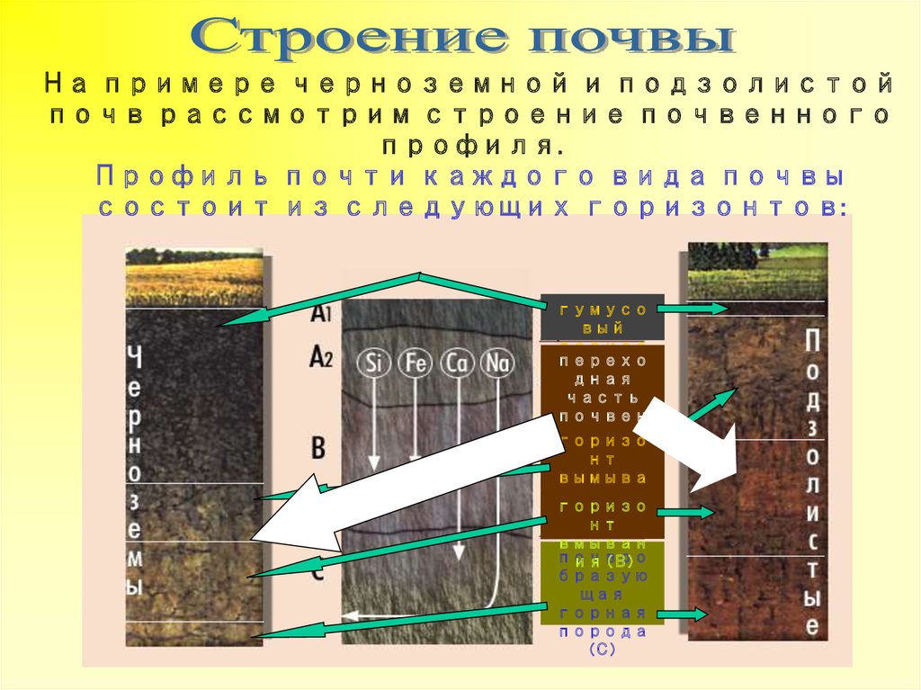 Классификация почв по структуре. Почвы России. Почвы России 8 класс. Закономерности распространения почв России.