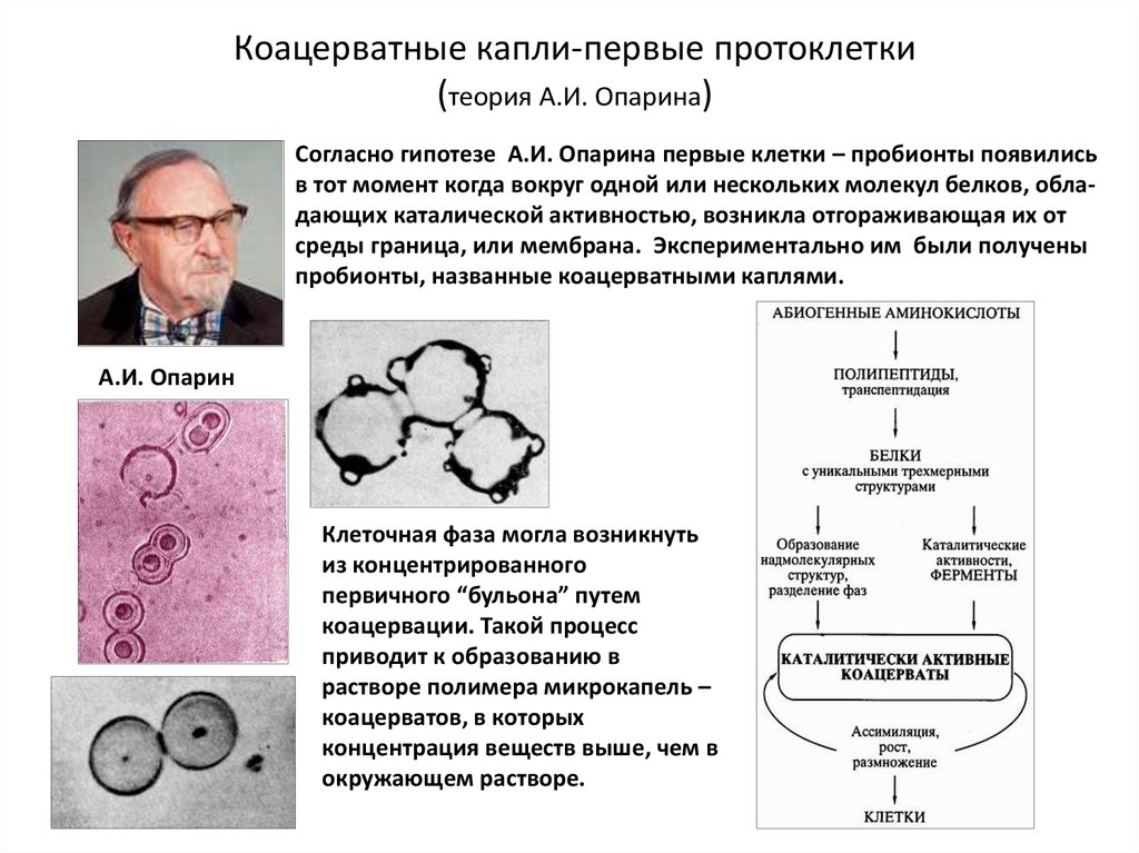 В 1924 году коацерватную гипотезу происхождения