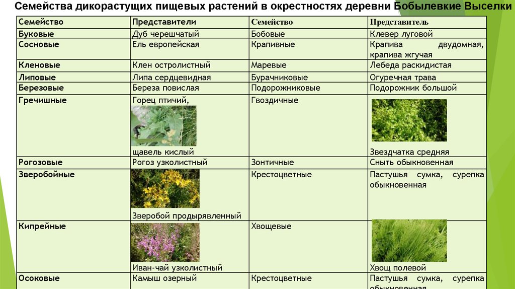 Семейство высших растений