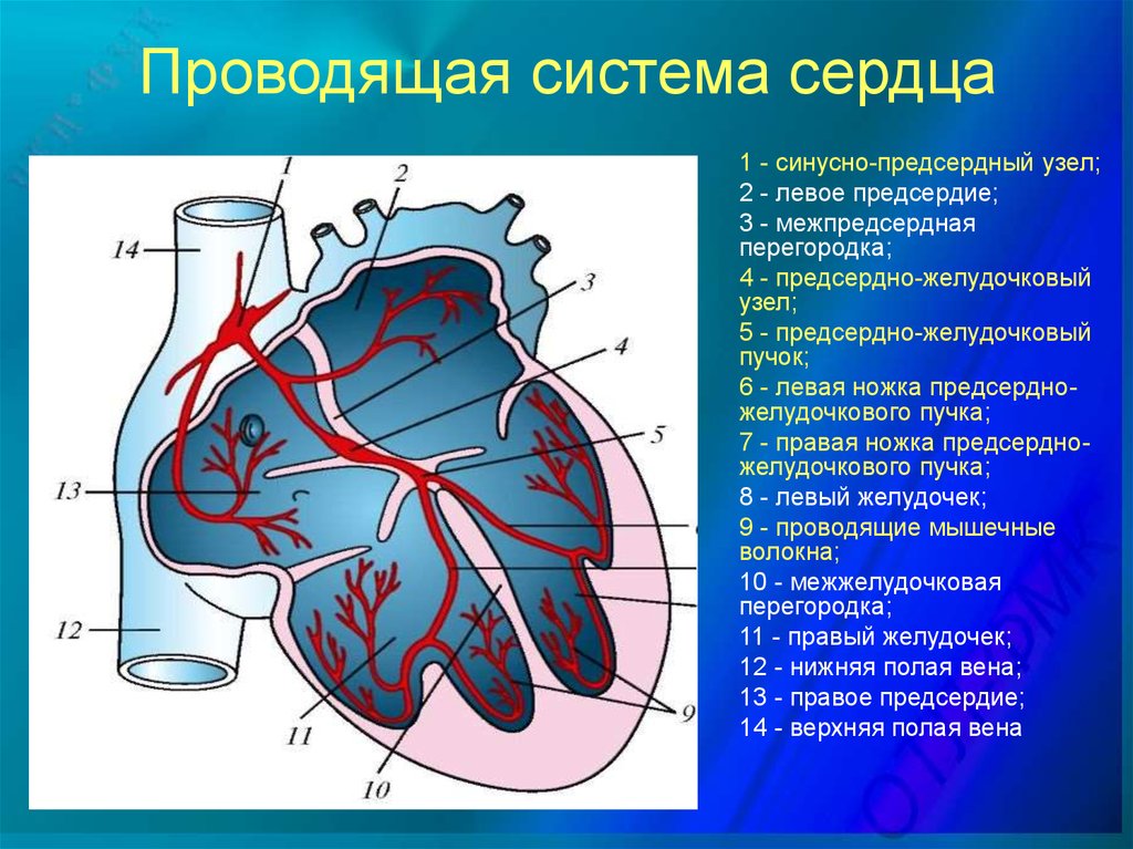 Проводящая система сердца проводит. Строение проводящей системы сердца схема. Проводящая система сердца схема физиология. Узлы проводящей системы сердца. Строение основные части проводящей системы сердца.