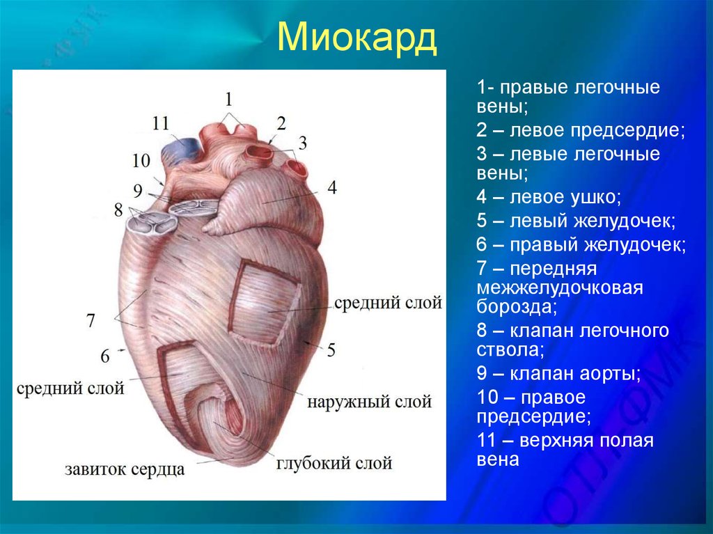 Миокард латынь. Миокард предсердий образован. Миокард предсердия имеет слои. Строение слоев миокарда. Строение сердца сердечная мышца.