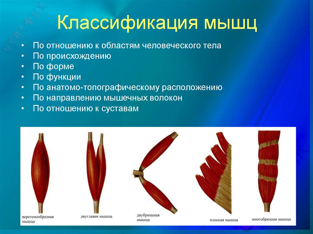 Мышцы виды. Классификация скелетных мышц по форме, строению, расположению. Классификация мышц по направлению волокон. Классификация скелетных мышц по направлению волокон. Классификация скелетных мышц по направлению мышечных волокон.