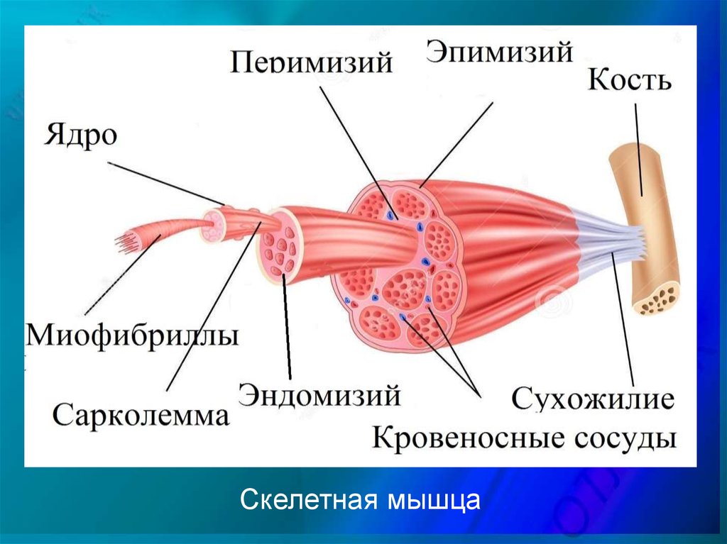 Рисунок мышечного пучка