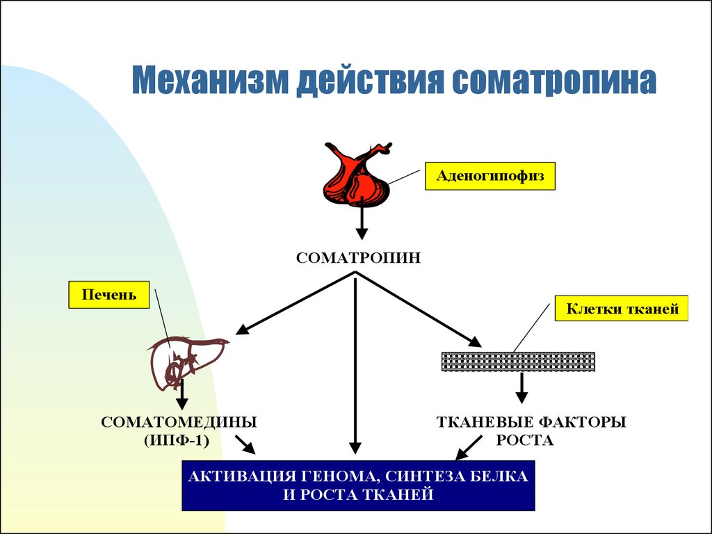 Физиология эндокринной системы презентация