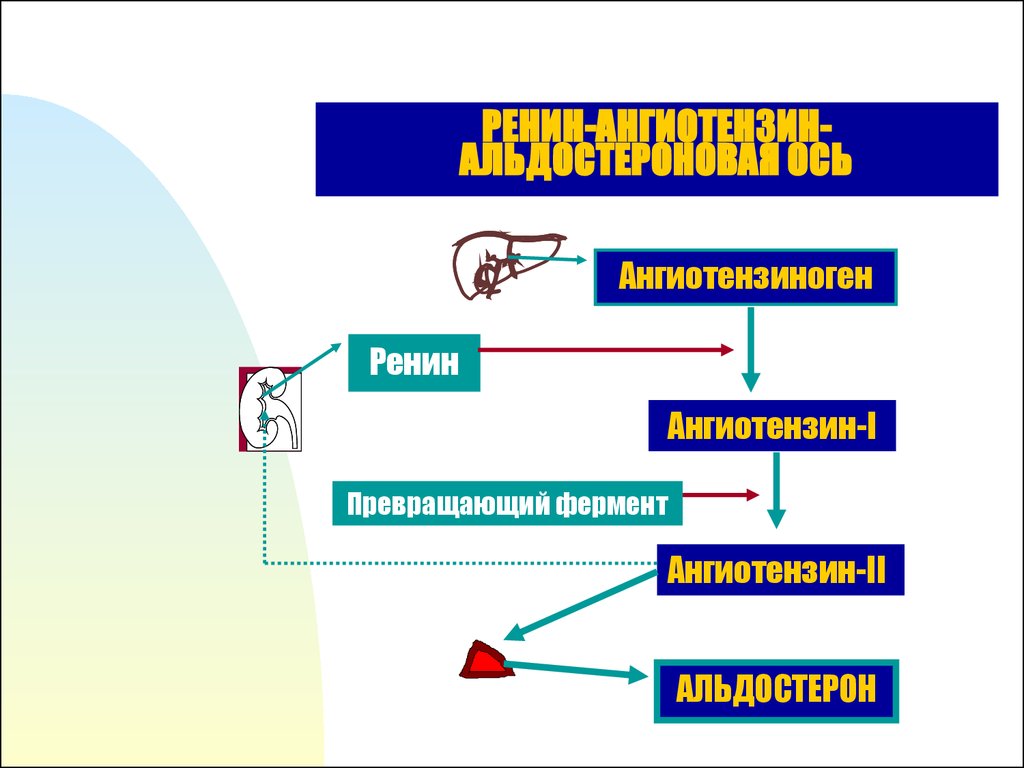 Схема патогенеза артериальной гипертензии с учетом роли ренин ангиотензин альдостероновой системы