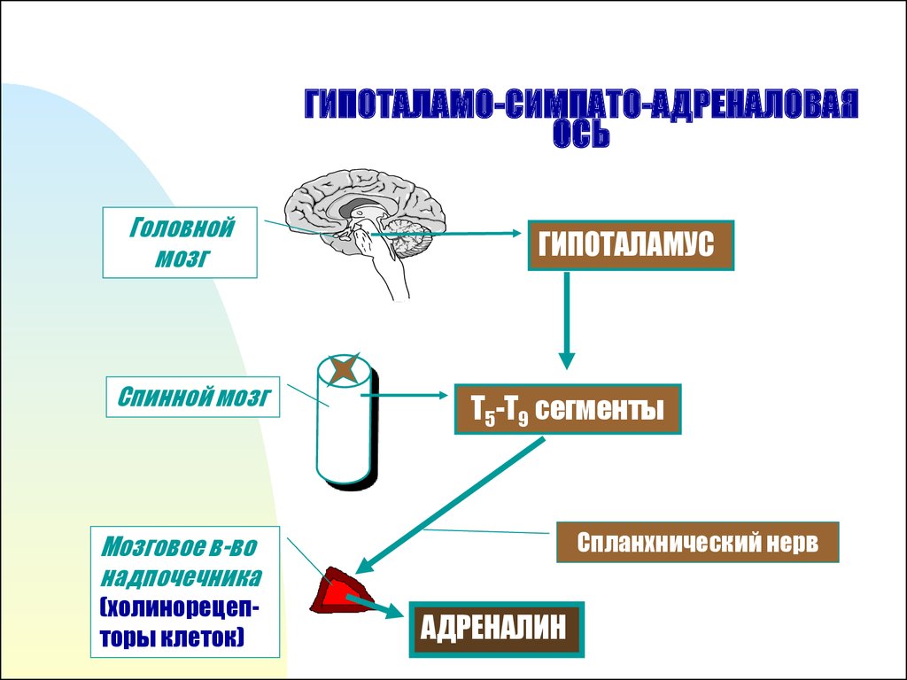 Адреналин и мозг