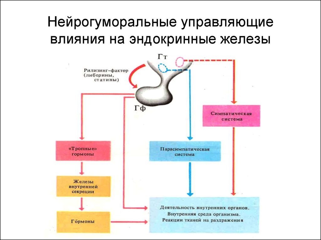 Внутренняя регуляция. Регуляция деятельности эндокринных желез схема. Регуляция желез внутренней секреции. Эндокринная система в регуляции функций организма. Нервная регуляция деятельности желез внутренней секреции.