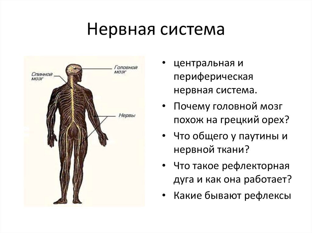 Органы периферической нервной системы человека. Нервная система. Периферическая нервная система. Центральная и периферическая нервная система. Спинной мозг периферическая нервная система.