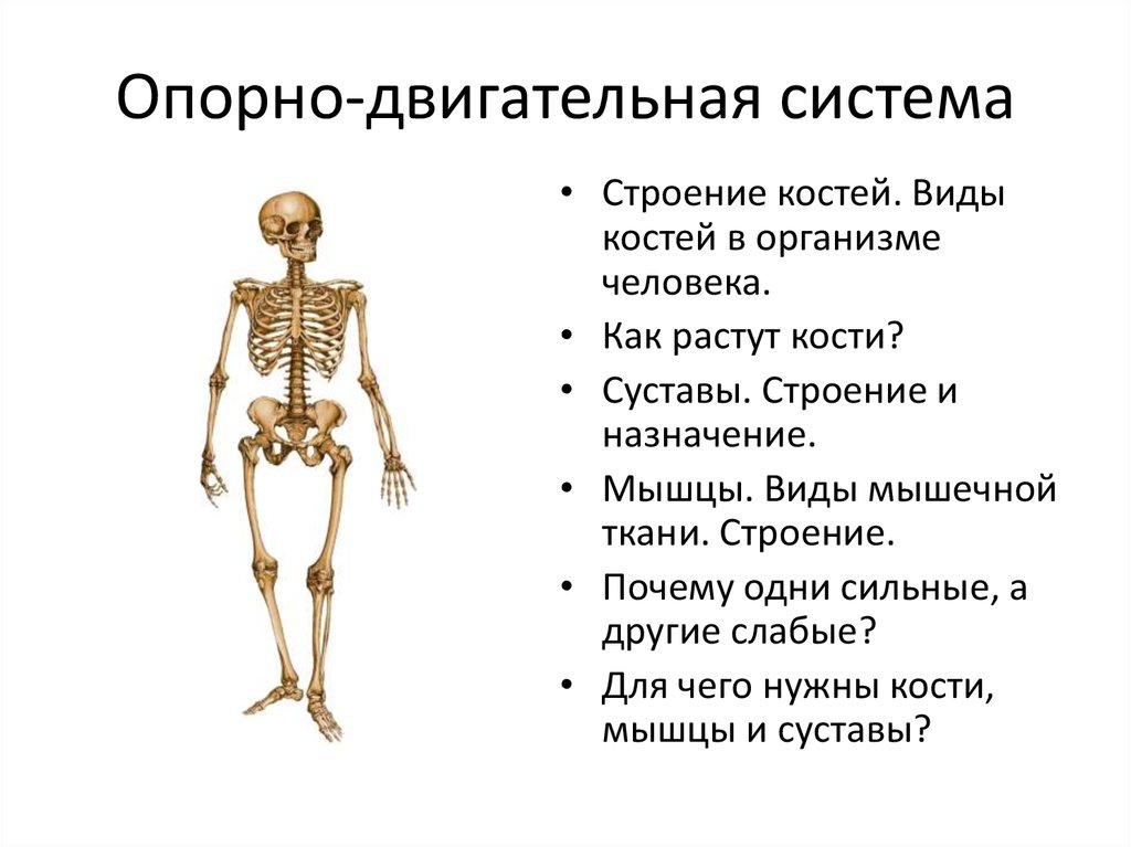 Опорно двигательная строение. Строение и функции опорно-двигательной системы. Опорно-двигательная система человека строение костей. Опорно двигательная система скелет человека анатомия. Опорно двигательная система состоит строение и рост костей.