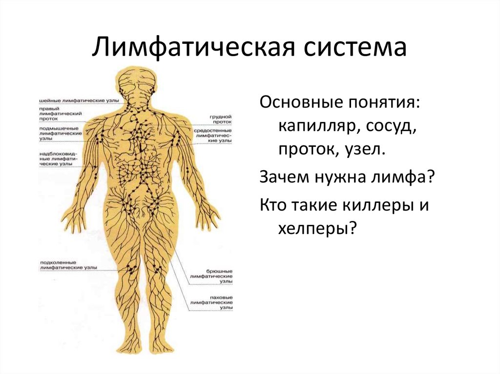 Для чего нужен лимфодренажный. Лимфатическая система человека схема. Структура лимфатической системы схема. Лимфатическая система человека схема движения лимфы анатомия. Общее строение лимфатической системы.