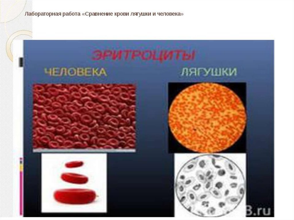 Эритроциты человека и лягушки. Микроскопическое строение крови. Кровь человека и кровь лягушки. Форменные элементы крови человека и лягушки. Сравнительная характеристика эритроцитов лягушки и человека.