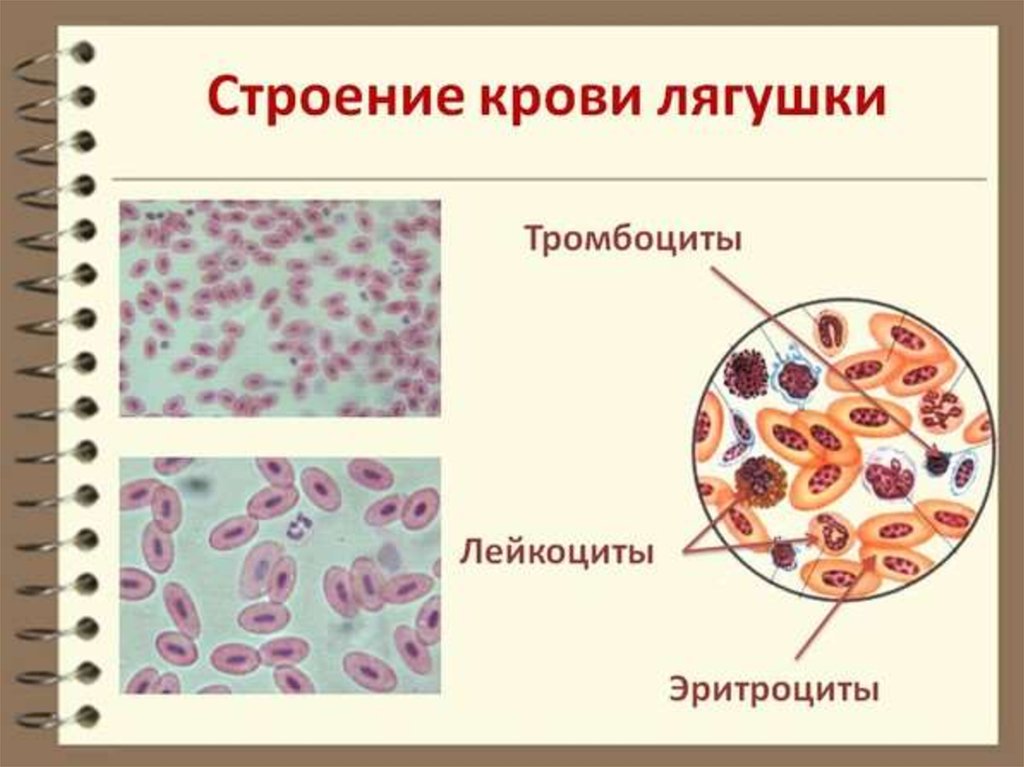 Рассмотрите микро. Эритроциты в крови лягушки под микроскопом. Строение клетки крови лягушки под микроскопом. Лейкоциты в крови лягушки строение. Клетки крови лягушки рисунок.