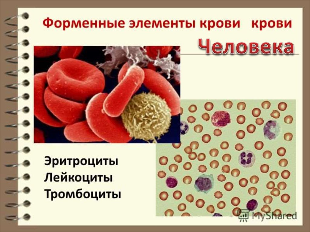 Как изменится количество эритроцитов и лейкоцитов. Эритроциты лейкоциты тромбоциты. Элемент крови. Кровь и форменные элементы крови. Структурные элементы крови.