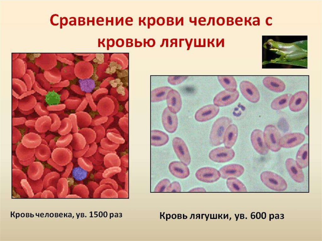 Рассмотрите микрофотографии 1 и 2 с изображением эритроцитов человека и лягушки