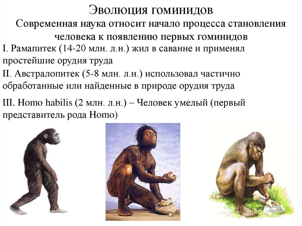 Эволюция современного человека презентация 11 класс