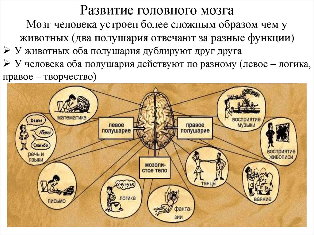 Размер мозга древнего человека