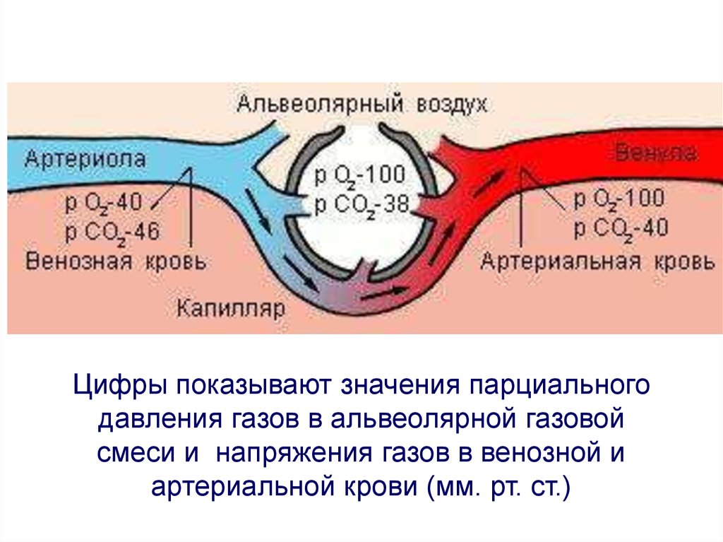 Обмен газов между альвеолярным воздухом и кровью. Парциальное давление газов в альвеолярном воздухе и крови. Альвеолярный воздух. Напряжение газов в артериальной и венозной крови. Давление альвеолярного воздуха.