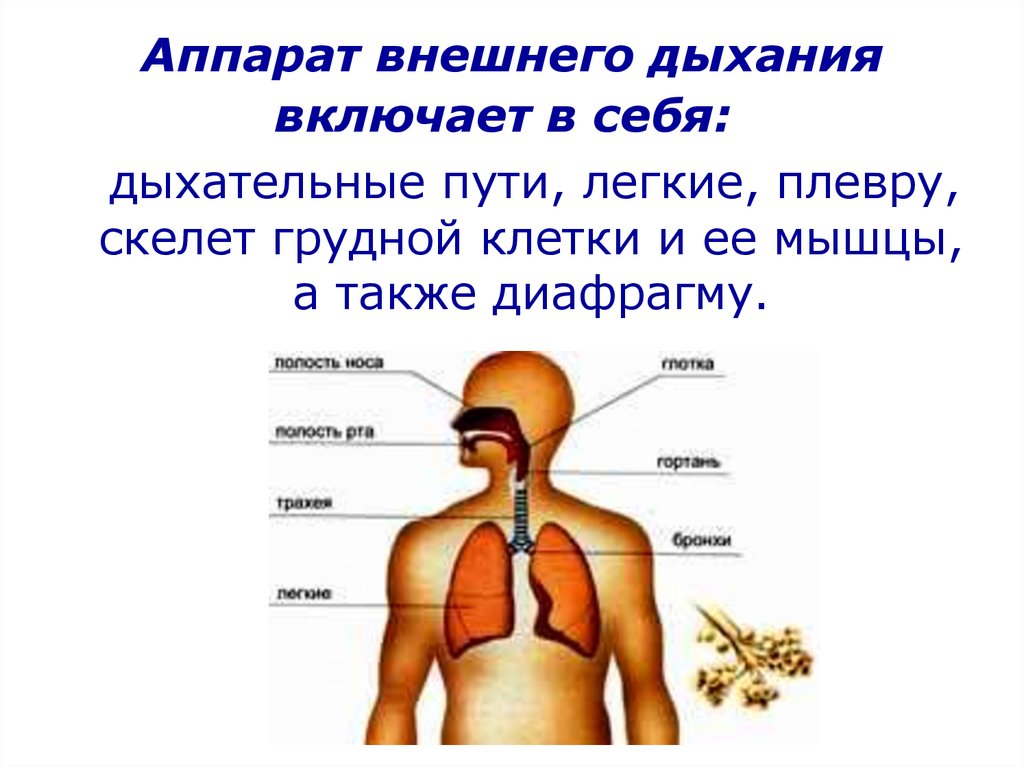 Особенности внутреннего дыхания. Аппарат внешнего дыхания. Внешнее дыхание человека. Внешнее и внутреннее дыхание. Структура аппарата внешнего дыхания.