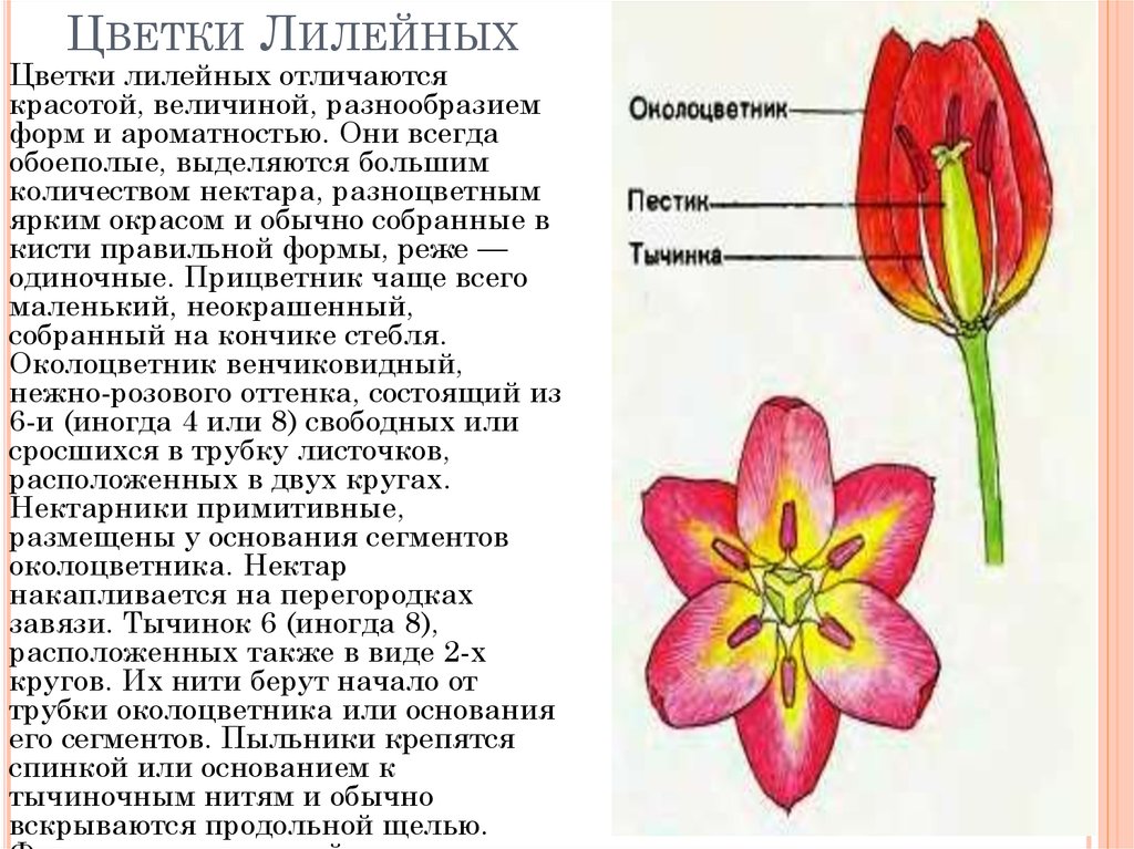 Три характеристики цветка
