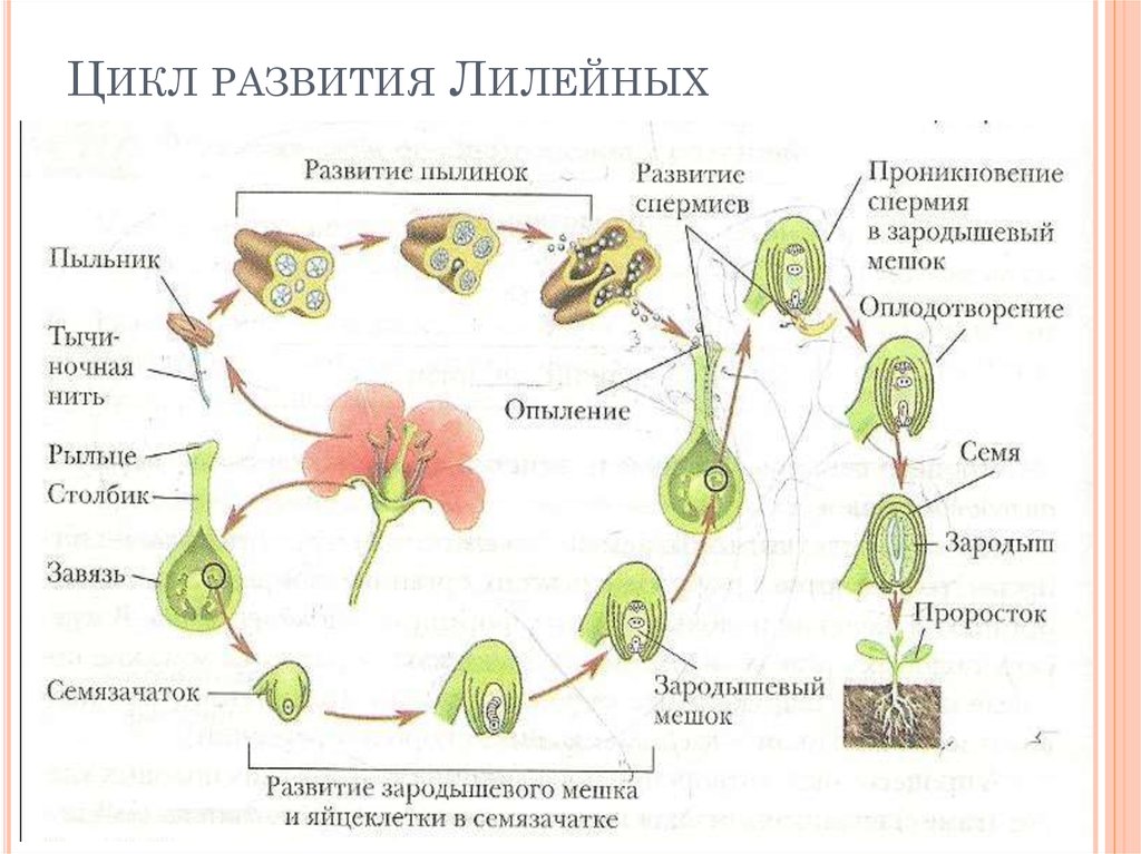 Схема жизненного цикла растения гаметы. Цикл размножения покрытосеменных растений схема. Цикл развития однодольных растений. Жизненный цикл лилейных. Размножение семенных растений схема.