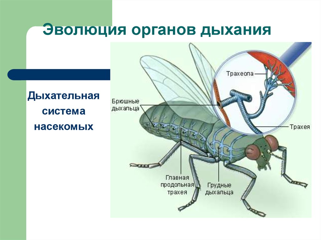 Презентация эволюция дыхательной системы животных 7 класс