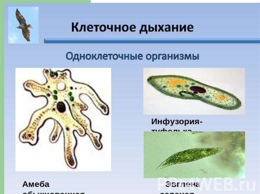 Дыхание простейших. Клеточное дыхание амебы. Дыхание амебы обыкновенной. Эвглена зеленая и инфузория туфелька. Дыхательная система амебы.