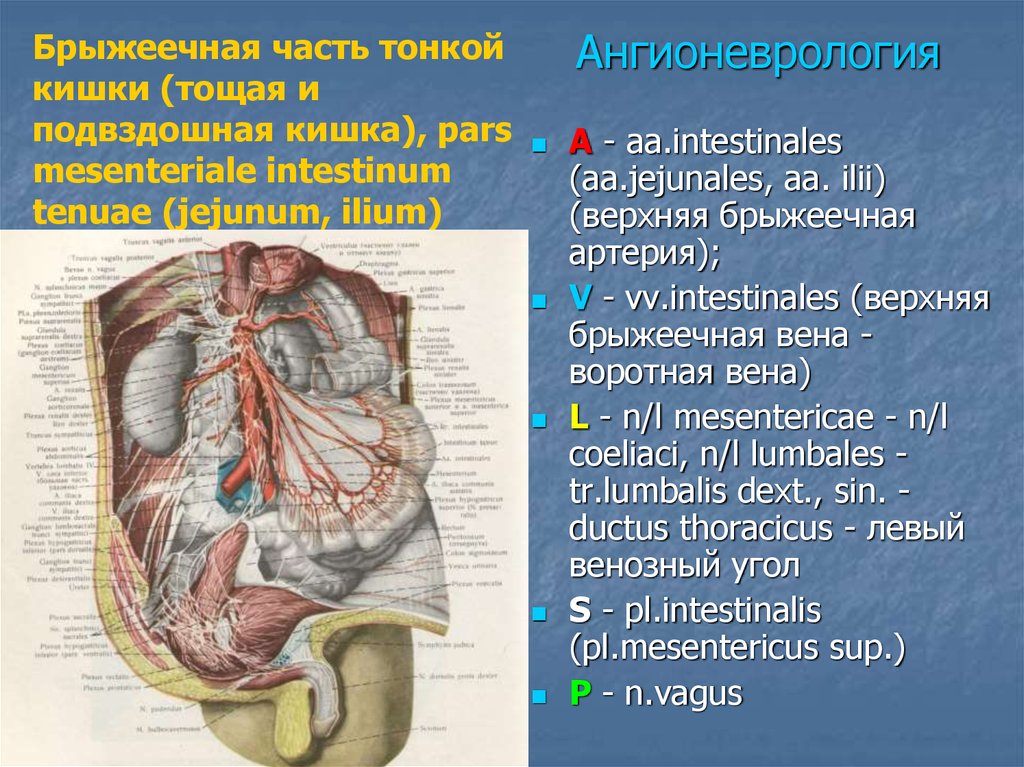 Топографическая анатомия тонкой кишки презентация