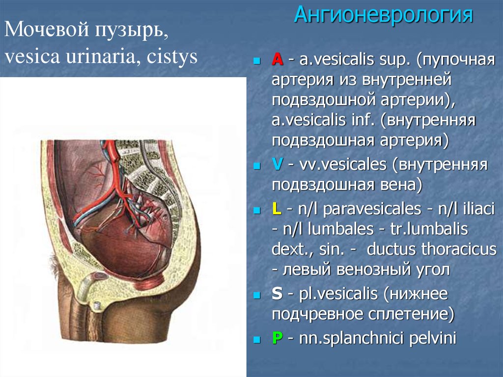 Кровоснабжение мочевого пузыря схема