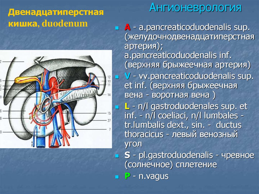 Двенадцатиперстная артерия