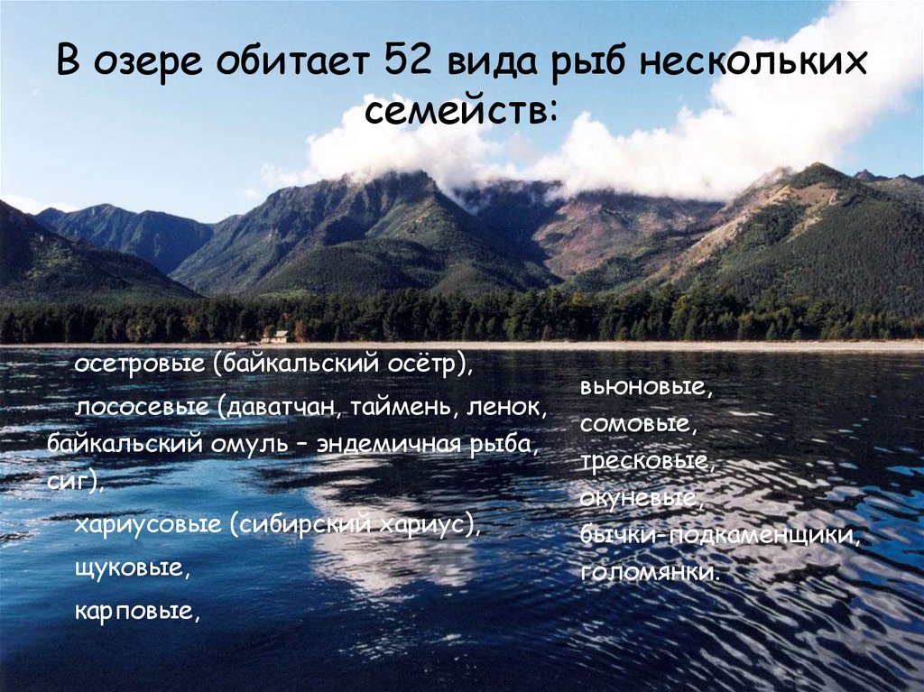 В каком озере обитает. Что обитает в озере. Кто обитает в озере. Сообщение про озеро кто в нем обитает. Ответь на вопрос что обитает в озере в любом озере и что там делается.