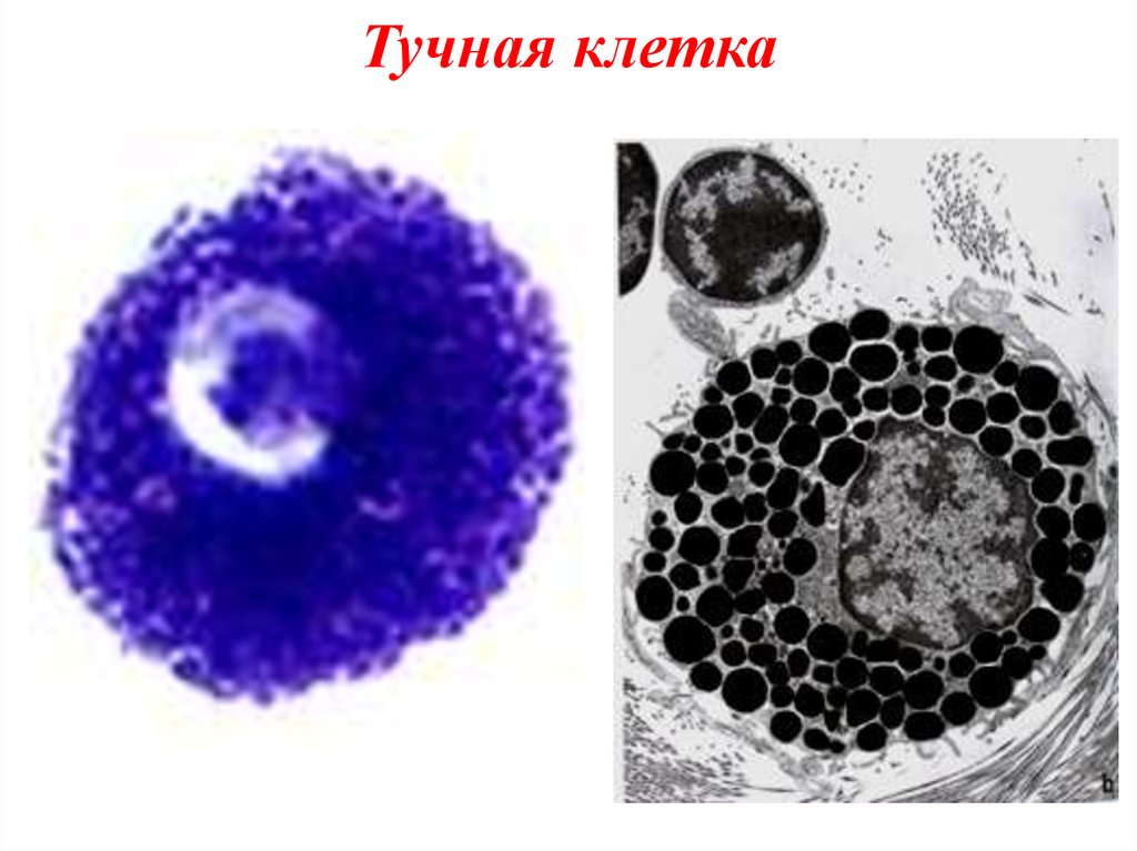 Тканевые базофилы. Тучные клетки Эрлиха микроскоп. Тучные клетки лаброциты гистология. Тучные клетки (тканевые базофилы). Тканевые базофилы строение.