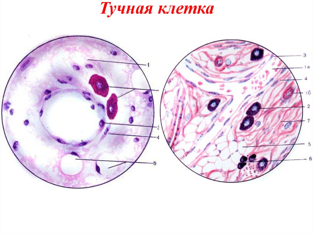 Тучные клетки рисунок