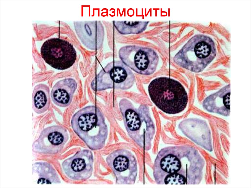 Плазмоциты. Плазмоциты соединительной ткани. Плазмоциты гистология. Плазматические клетки гистология. Плазмоциты в рыхлой соединительной ткани.