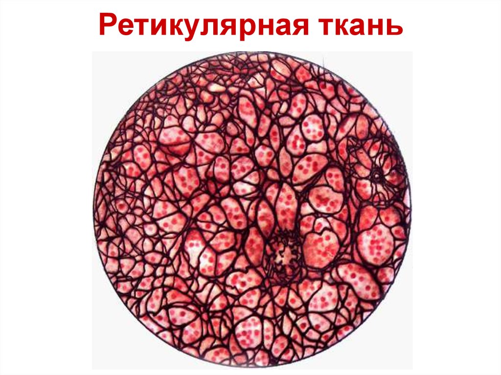 Рисунок ретикулярной ткани