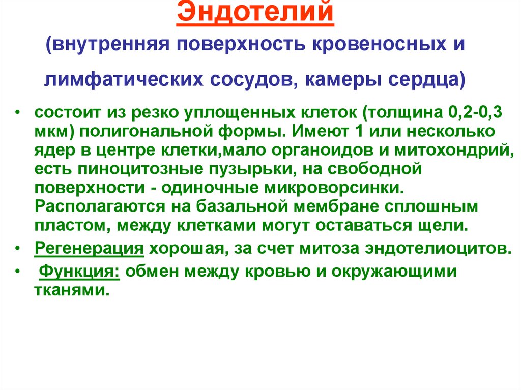 Может иметь несколько ядер. Эндотелий кровеносных сосудов. Функции эндотелия. Эндотелий сосудов развивается из. Эндотелий его функции.