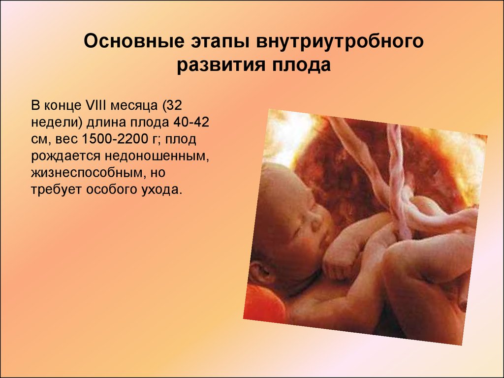 32 недели беременности какой. Внутриутробное развитие. Внутриутробное развитие плода. Этапы внутриутробного развития плода. Основные этапы внутриутробного развития.