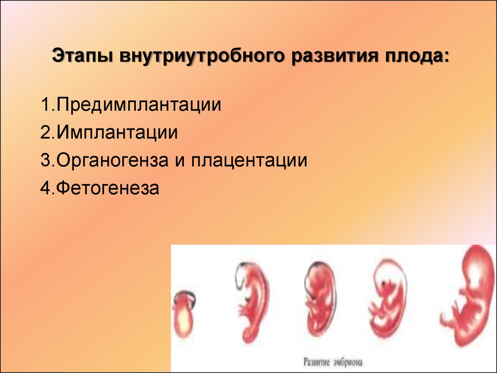 Внутриутробный период презентация