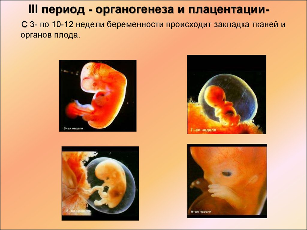 3 беременности закончились. Период плацентации и органогенеза происходит на. Органогенез человека по неделям. Период органогенеза плода. Закладка органов плода по неделям.