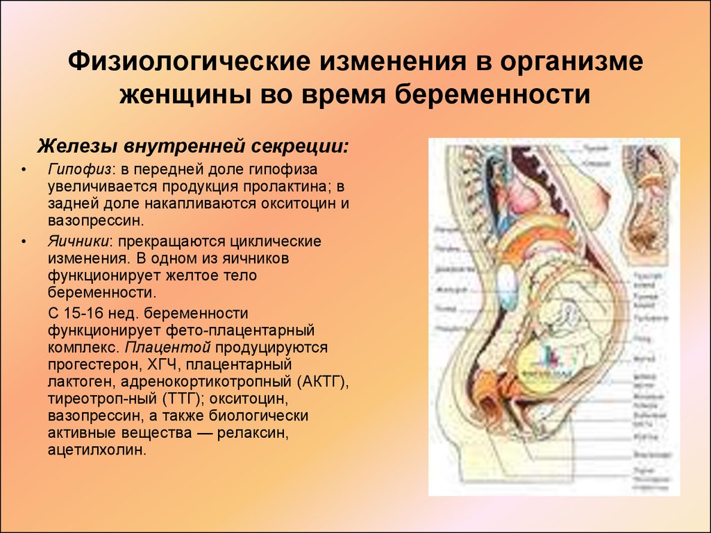 Изменения в организме 7. Физиологические изменения беременной. Организм женщины при беременности. Физиологические изменения в организме беременной женщины. Изменение органов при беременности.