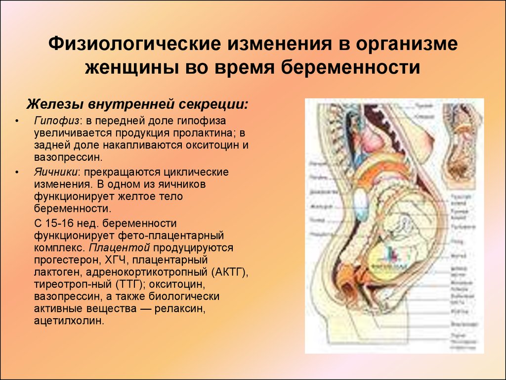 Физиологические изменения. Беременность: физиологические изменения в организме беременной. Физиологические изменения в организме женщины. Расположение органов у беременной женщины. Организм женщины при беременности.