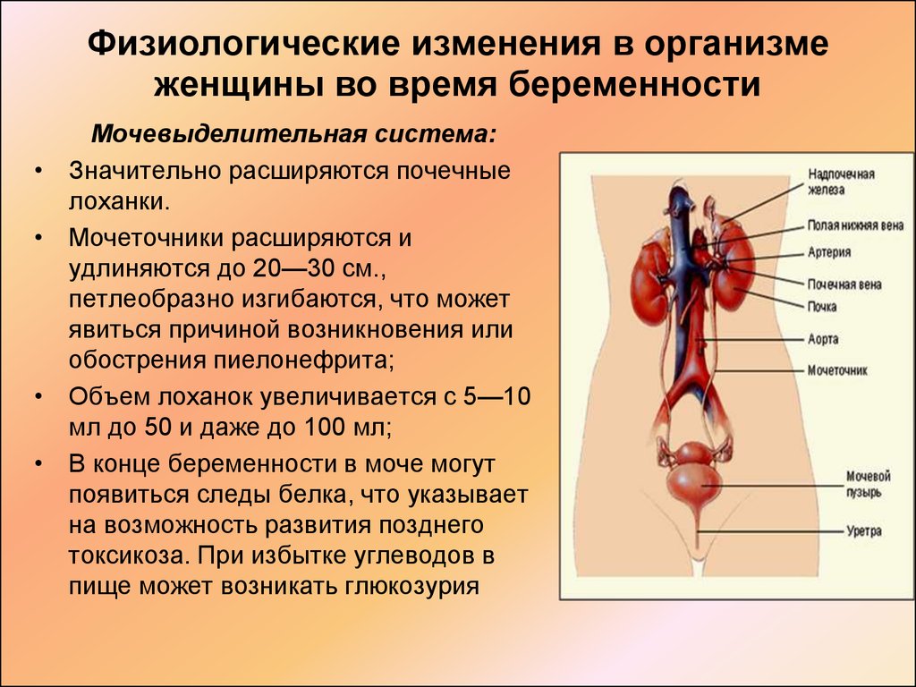 Изменения в организме при беременности