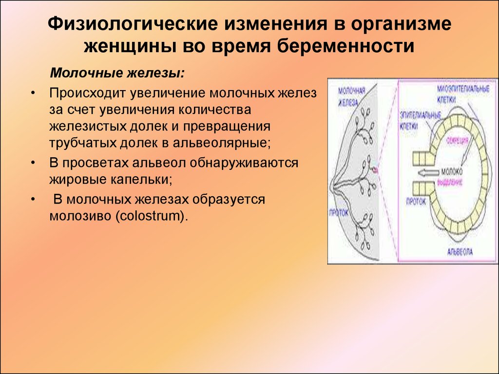 В организме беременной женщины происходит. Физиологические изменения в организме беременной. Физиологические изменения беременной женщины. Изменения в организме женщины. Физиологические изменения в организме женщины при беременности.